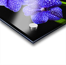 Dramatic Orchids Acrylic print