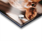 Cute Calf Acrylic print