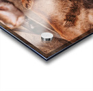 Cow and Calf Acrylic print