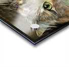 Emily An American Longhair Cat Acrylic print