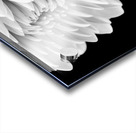 Hello Gorgeous  Acrylic print