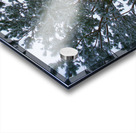 Tree 2 Acrylic print