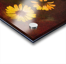 Crazy Daisies Acrylic print