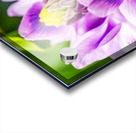 Water Lily Acrylic print