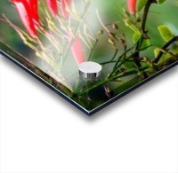 Hummingbird Acrylic print