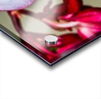 Red Flower Acrylic print