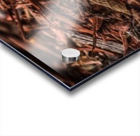 IMG_4228 Acrylic print