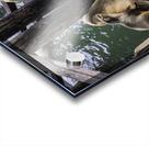 Santa Cruz Seals Acrylic print