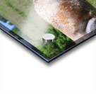 Longhorn Cow Fight Acrylic print