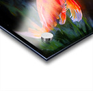Orange Koi Acrylic print