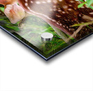 Fawn at Rest Acrylic print