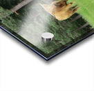 Scottish Bull - landscape Acrylic print