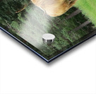 Scottish Bull - square Acrylic print