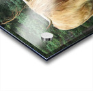 Scottish Bull - large landscape Acrylic print