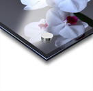 White Orchids Acrylic print