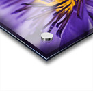 purple lily Acrylic print