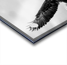 Soaring Acrylic print