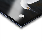 Snowy Egret Acrylic print