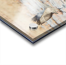 Three Sandhill Cranes Taking Off Acrylic print