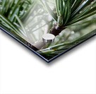 Pines Acrylic print