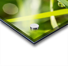 Dewdrops on Grass Acrylic print