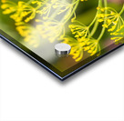 Fennel Flowers  Acrylic print