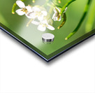 Firebug  on a Flower Acrylic print