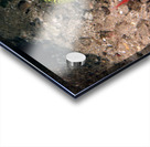 Undulated Moray Eel  Acrylic print