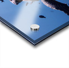 5E708647 1646 43F3 AD3A C27B9B262FC0 Acrylic print