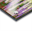 Lavender Acrylic print