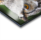 Hibou  |  Owl Acrylic print