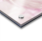 Fleur de cerisier  |  Cherry Blossom Impression Acrylique
