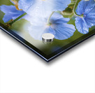 Pavots bleus  - Blue Poppies 5896 Acrylic print