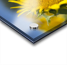 Sunflower Acrylic print