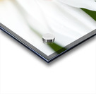 Ladybug on white petals of a flower Acrylic print