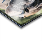 Grazing Acrylic print