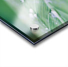 water drops on a leaf after the rain Acrylic print