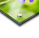 Butterfly taking pollen from a flower Acrylic print