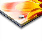 Daisy Petals Acrylic print