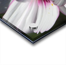 Pollinator Acrylic print