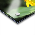 Sunflower Butterfly Acrylic print