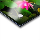 k 8 11o 76b   The Water Lilies Acrylic print