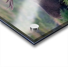 Bull Moose Gaze Acrylic print