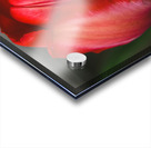 CC307FB5 2ECC 4696 800F 0155651ECD22 Acrylic print