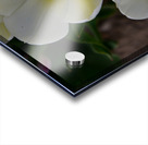 13120CDE 6318 4CF4 8150 C0F030A7166C Acrylic print