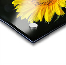 Sunflower Acrylic print