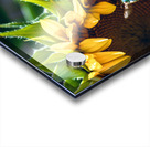 Blue Bee 2 Acrylic print