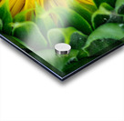 Awaiting The Moment Acrylic print