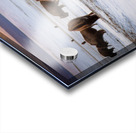 Buffalo in South Park Acrylic print