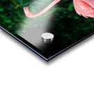 The Flamingo Family Acrylic print